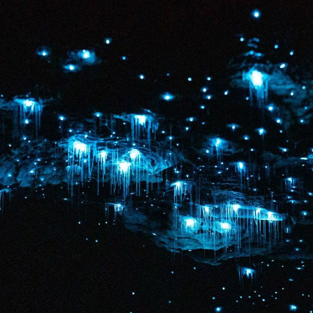 Te Anau Glowworm Caves
